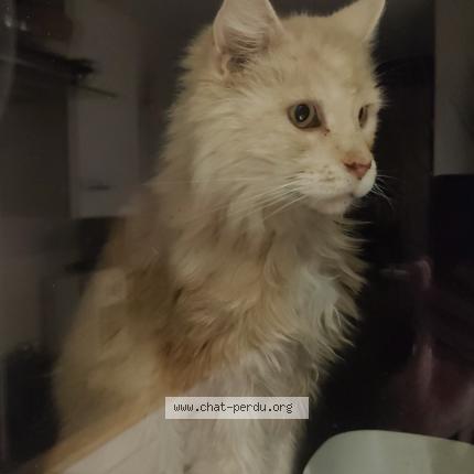 Photo 1/1 Chat trouvé Trouvé à Mouxy