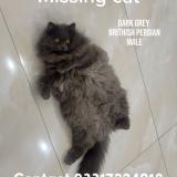 Photo de chat perdu à Rawalpindi