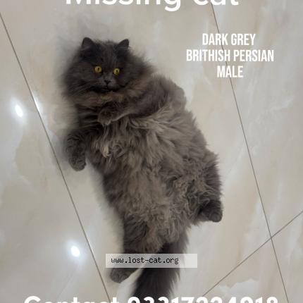 Photo 1/1 Coco Chat perdu à Rawalpindi