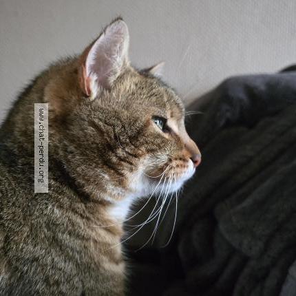 Photo 1/2 Simba Chat perdu à Beaulieu sur layon