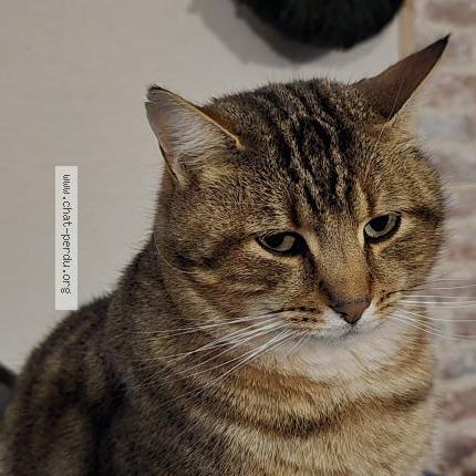 Photo 2/2 Simba Chat perdu à Beaulieu sur layon