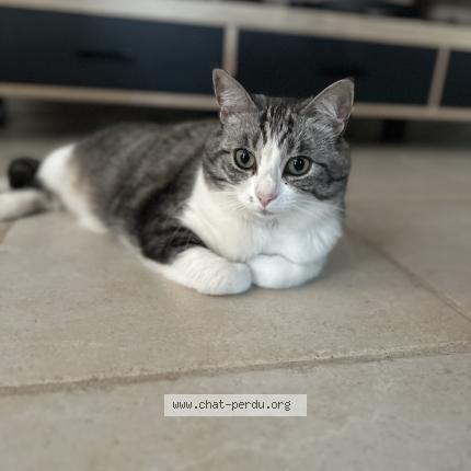 Photo 1/1 Ca&ntilde;a Chat perdu à Ruaudin
