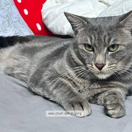 Photo 1/1 Ganaelle Hette Chat perdu à Noyelles sous lens