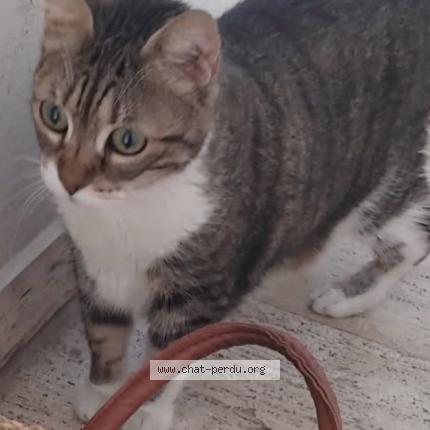 Photo 1/1 Mimi Chat perdu à Le cannet