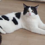 Photo de chat perdu à Lille