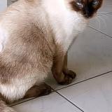 Photo de chat perdu à Saint Barthelemy