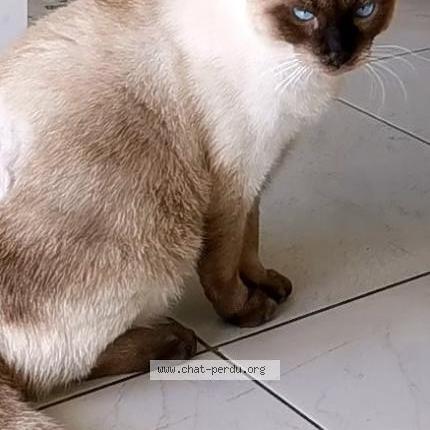 Photo 1/2 Arlow Chat perdu à Saint barthelemy