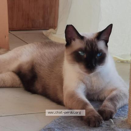 Photo 2/2 Arlow Chat perdu à Saint barthelemy