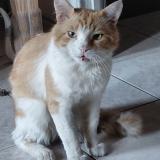 Photo de chat perdu à Paulhan