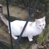 Photo de chat perdu à Cahors