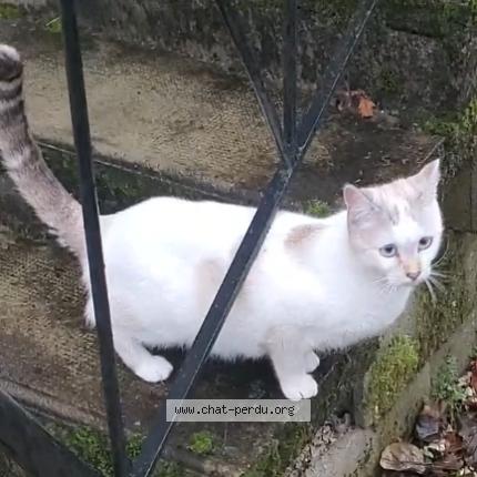 Photo 1/1 Aska Chat perdu à Cahors