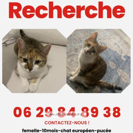 Photo 1/1 Nova Chat perdu à Rixheim