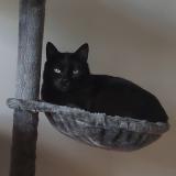 Photo de chat perdu à Nantes