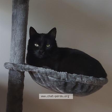 Photo 1/1 Mawhara Chat perdu à Nantes