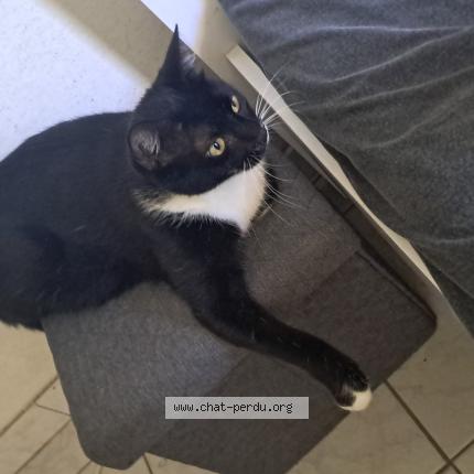 Photo 1/1 Nina Chat perdu à Schoelcher