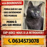 Photo de chat perdu à Ars Sur Moselle