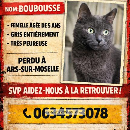 Photo 1/1 Boubousse Chat perdu à Ars sur moselle