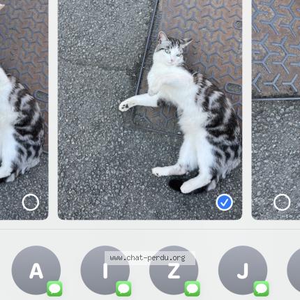 Photo 1/1 Zazie Chat perdu à Gondecourt