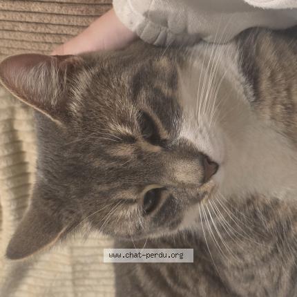 Photo 1/1 Prince Chat perdu à Arcey