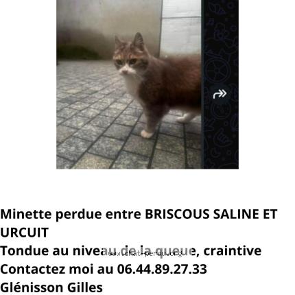 Photo 1/1 Ginette Chat perdu à Urcuit