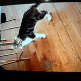 Photo de chat perdu à Asnieres Sur Seine