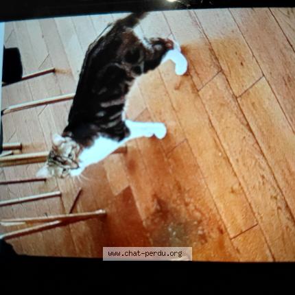 Photo 1/1 Rillo Chat perdu à Asnieres sur seine