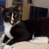 Photo de chat perdu à Saint Barthelemy