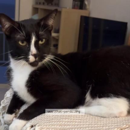 Photo 1/1 Bowie Chat perdu à Saint barthelemy