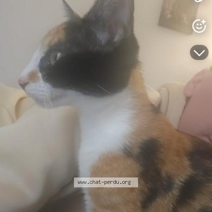 Photo 1/1 Zoro Chat perdu à Ciboure