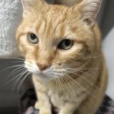 Photo de chat perdu à Marnaz