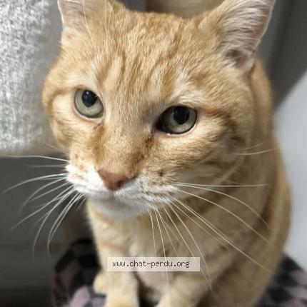 Photo 1/1 Boo Chat perdu à Marnaz