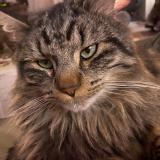 Photo de chat perdu à Gieres