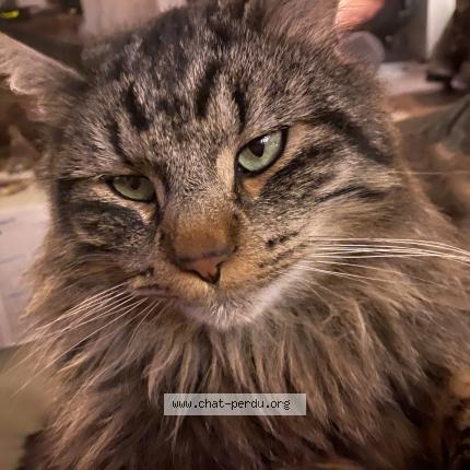 Photo 1/1 Tommy Chat perdu à Gieres