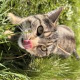 Photo de chat perdu à Douai