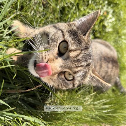 Photo 1/1 Nala Chat perdu à Douai