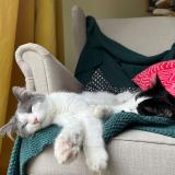 Photo de chat perdu à Plouzane