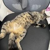 Photo de chat perdu à Saint Barthelemy