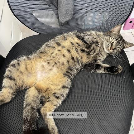 Photo 1/1 Pomponette Chat perdu à Saint barthelemy