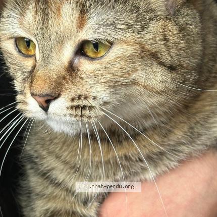 Photo 1/1 Zouina Chat perdu à Viry