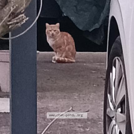 Photo 1/1 Chat trouvé Trouvé à Estrablin