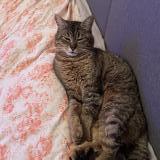 Photo de chat perdu à Valenciennes