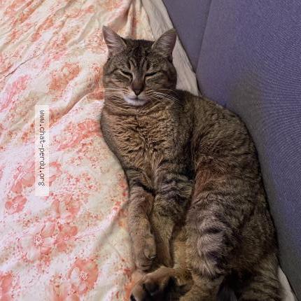 Photo 1/1 Coco Chat perdu à Valenciennes