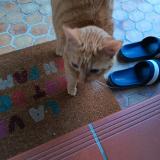 Photo de chat trouvé à Pinsaguel