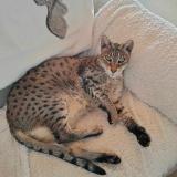 Photo de chat perdu à Villie Morgon