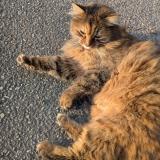 Photo de chat trouvé à Kembs