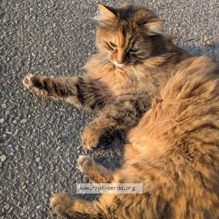 Photo 1/1 Chat trouvé Trouvé à Kembs