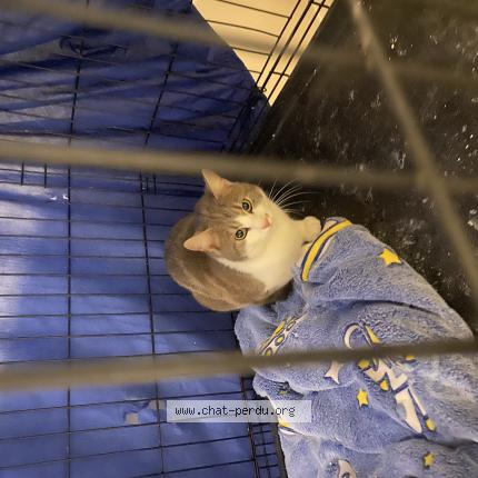 Photo 1/1 Chat trouvé Trouvé à Ifs