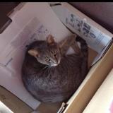 Photo de chat perdu à Bohain