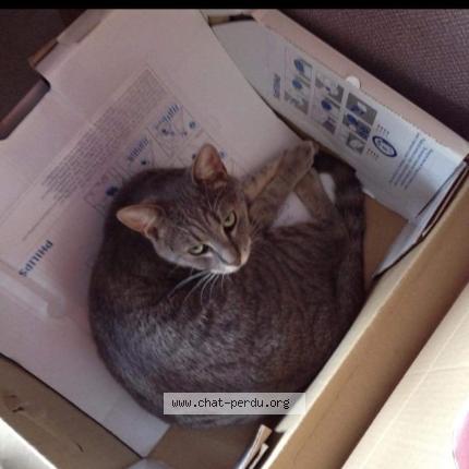 Photo 1/1 Mya Chat perdu à Bohain