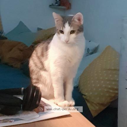 Photo 1/1 Matcha Chat perdu à Rouen